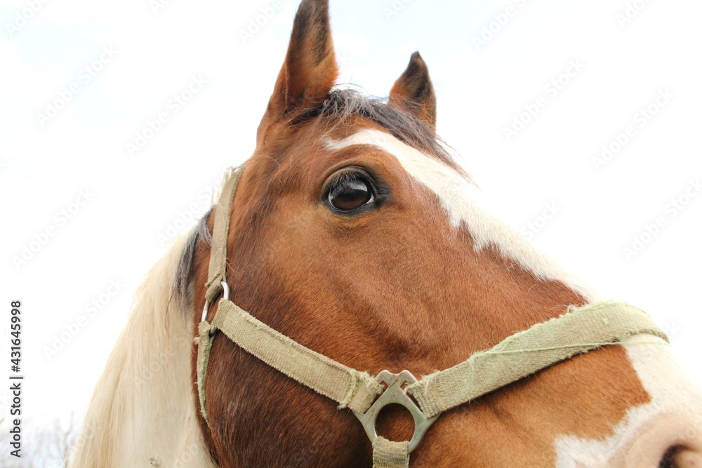 Obraz premium A beautiful horse in the pasture 