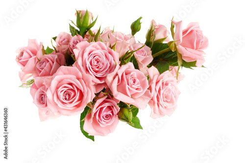 Beautiful pink rose flowers arrangement isolated on white background