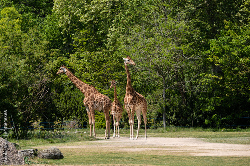 Canvas Print Girafes