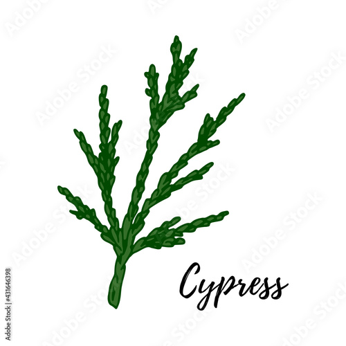 Hand drawn green cypress branch isolated on white background. Vector illustration in sketch style