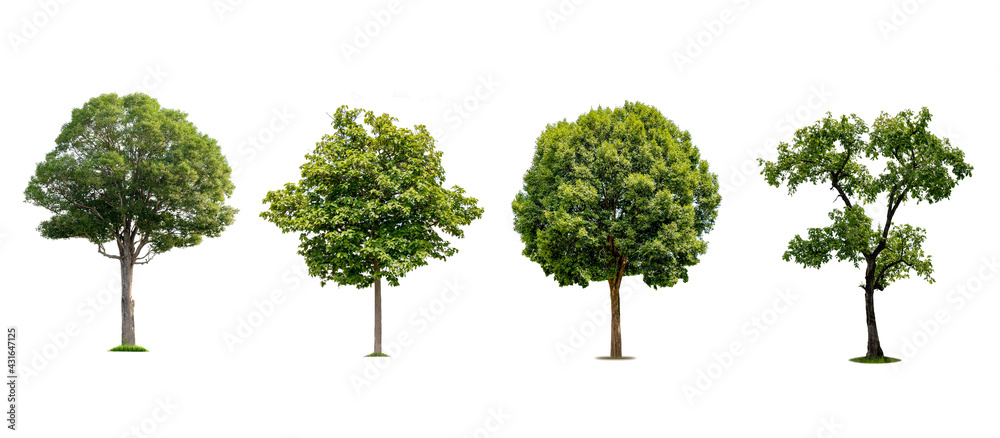 A collection of beautiful trees isolated on a white background ideal for use in architectural design, publications and website decoration. A collection of beautiful trees isolated on a white background ideal for use in architectural design, publications and website decoration.