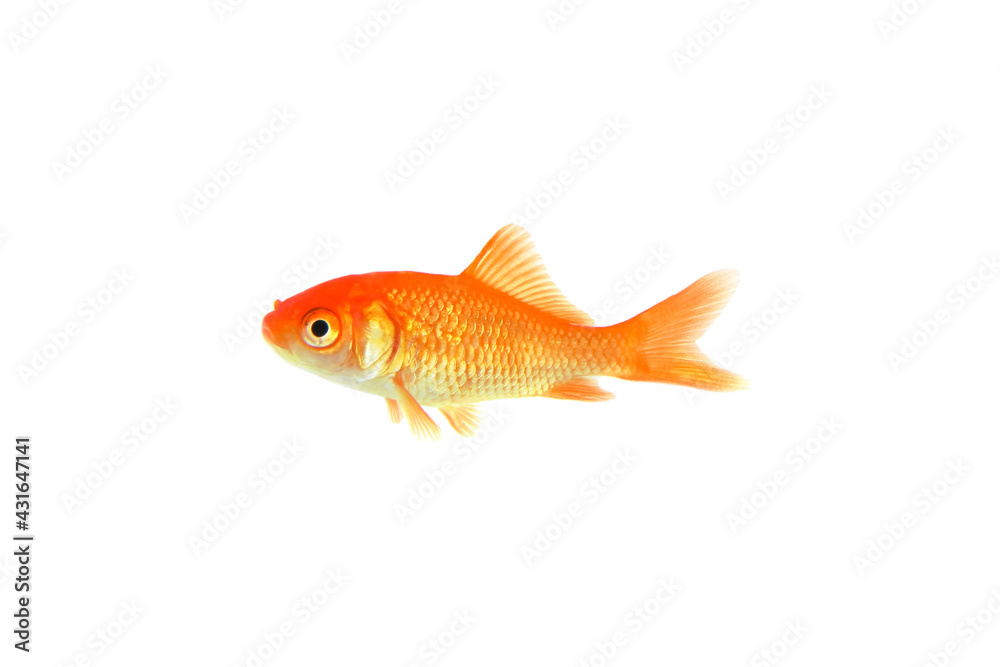 金魚 小赤 金魚 小赤