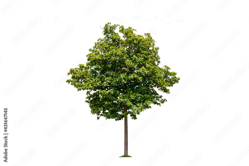 Tree isolated on white background used for advertisement design and architecture. Tree isolated on white background used for advertisement design and architecture.