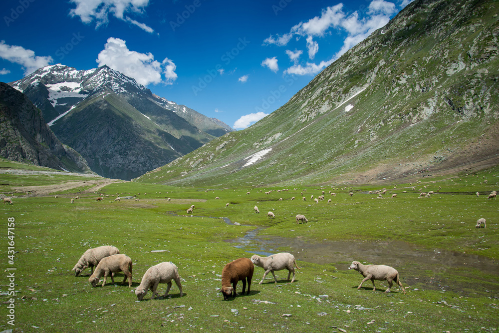 Obraz premium Beautiful mountain summer sheep field at sonamarg, Jammu and Kashmir state, India