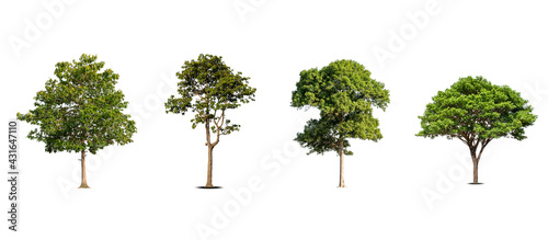 A collection of beautiful trees isolated on a white background ideal for use in architectural design  publications and website decoration.