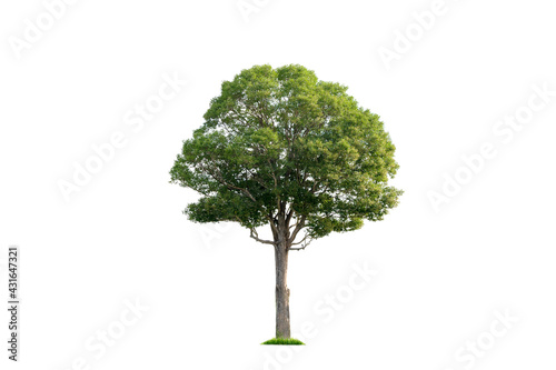 Green tree isolated on white background for drawing landscape layout and environmental elements architecture