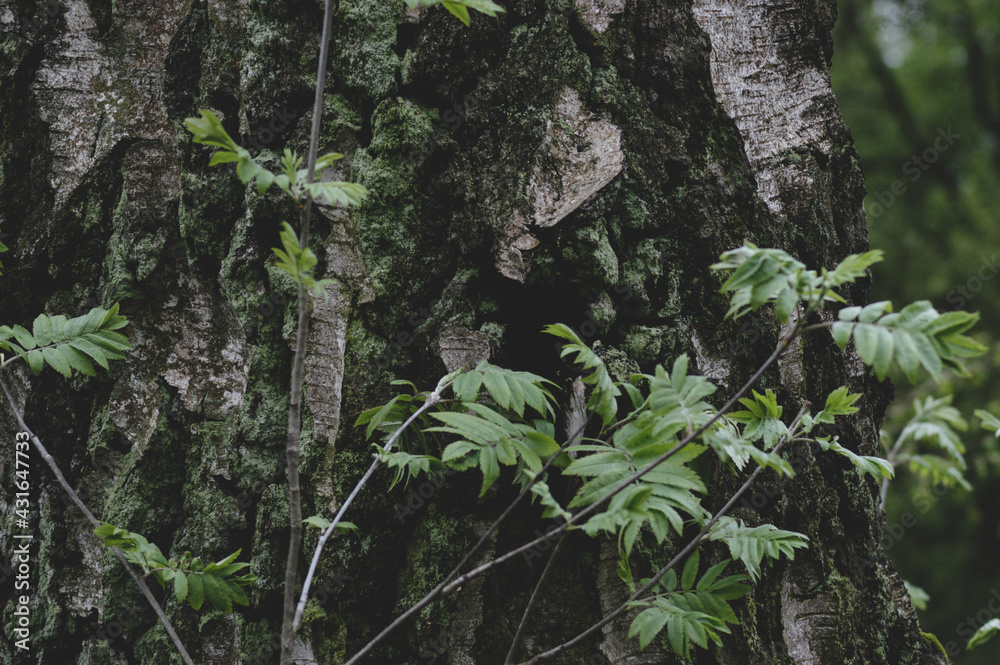 Obraz premium green moss on tree