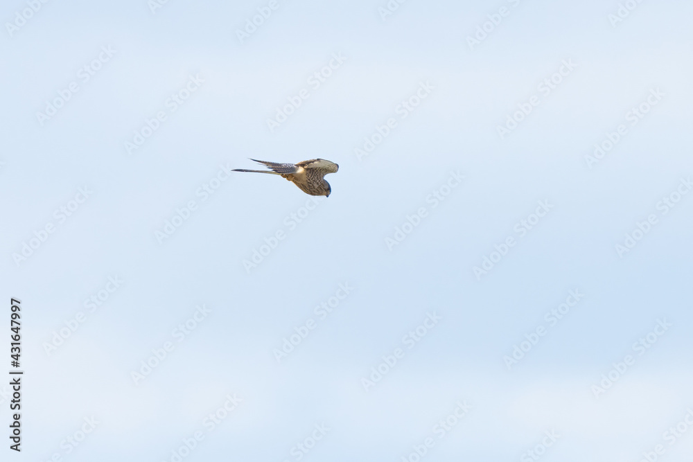 Obraz premium Close up of Kestrel - bird of prey - hovering in the sky, hunting for prey