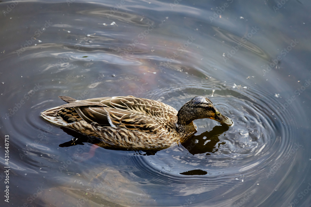 Ente