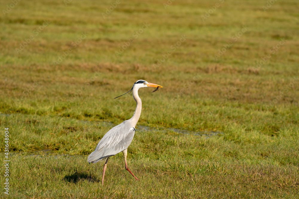 Obraz premium Great gray heron fishes a large insect from a ditch and quickly runs away with it across the grass. Wildlife in its natural habitat
