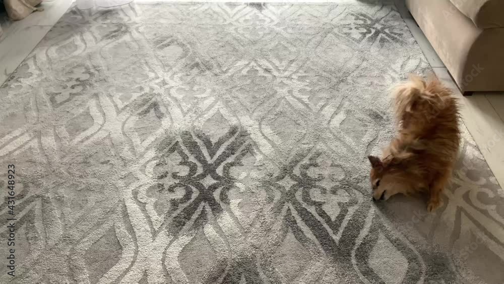 A wet red dog is rolling merrily on the gray carpet. German Spitz dog to dry on the carpet after taking a shower