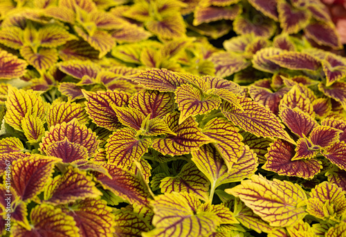 Floral carpet of red and green leaves of the coleus. Nature scene with decorative leaf garden plants.