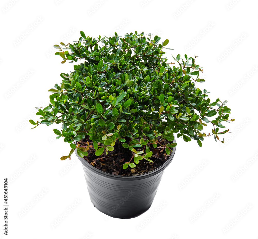 Small decorative tree, little Tree in the pots isolated on white background. Eco concept with copy space for text or art work design. Terminalia ivorensis. Small decorative tree, little Tree in the pots isolated on white background. Eco concept with copy space for text or art work design. Terminalia ivorensis.