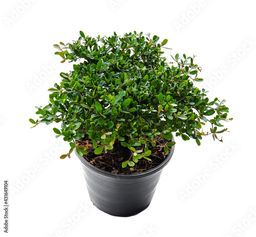 Small decorative tree, little Tree in the pots isolated on white background. Eco concept with copy space for text or art work design. Terminalia ivorensis.