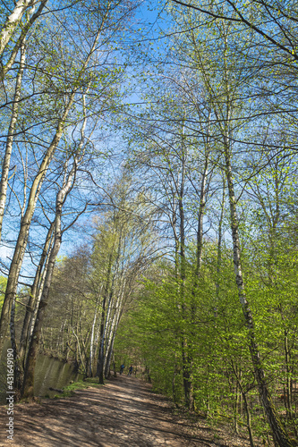 Obraz na płótnie Wasldweg amweiher w salonie