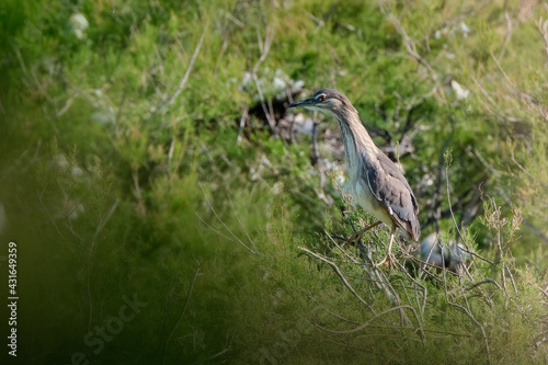 Cria de Martinete comun (Nycticorax nycticorax) sobre tarajal de ribera