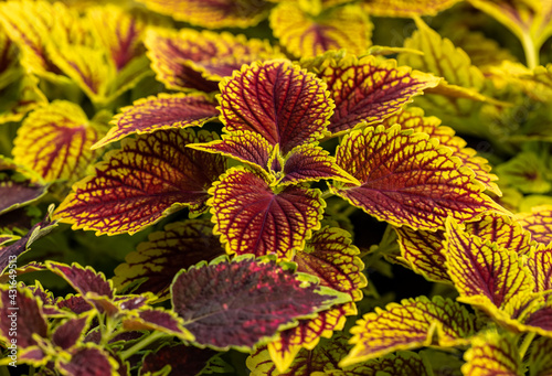 Floral carpet of red and green leaves of the coleus. Nature scene with decorative leaf garden plants. photo