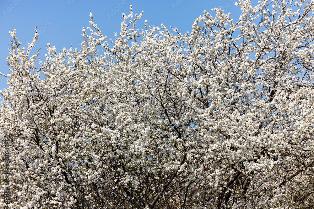 Beautifully flowering plum trees in the orchard Beautifully flowering plum trees in the orchard
