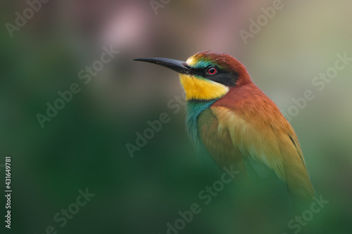 Close-up of a bee-eater with a nice blur background