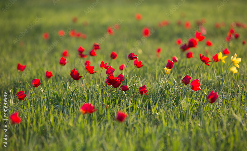 field with red tulips and green grass field with red tulips and green grass