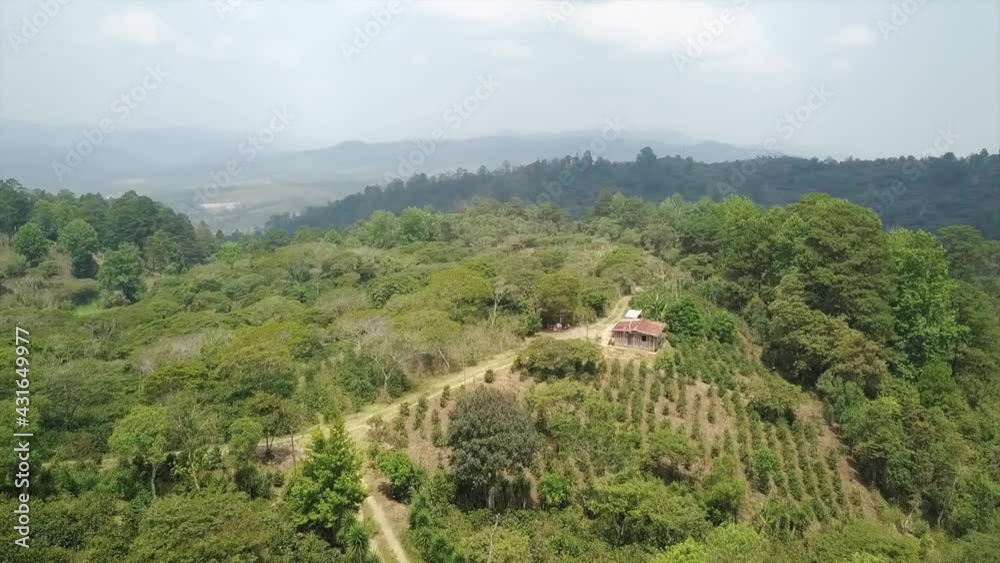 4K landscape with a house in the middle of a mountain in central America, surrounded by coffee and corn 4K landscape with a house in the middle of a mountain in central America, surrounded by coffee and corn