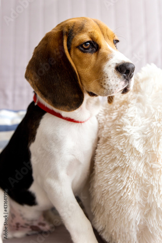 A Beautiful Beagle Dog Portrait