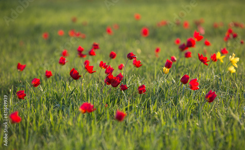 field with red tulips and green grass