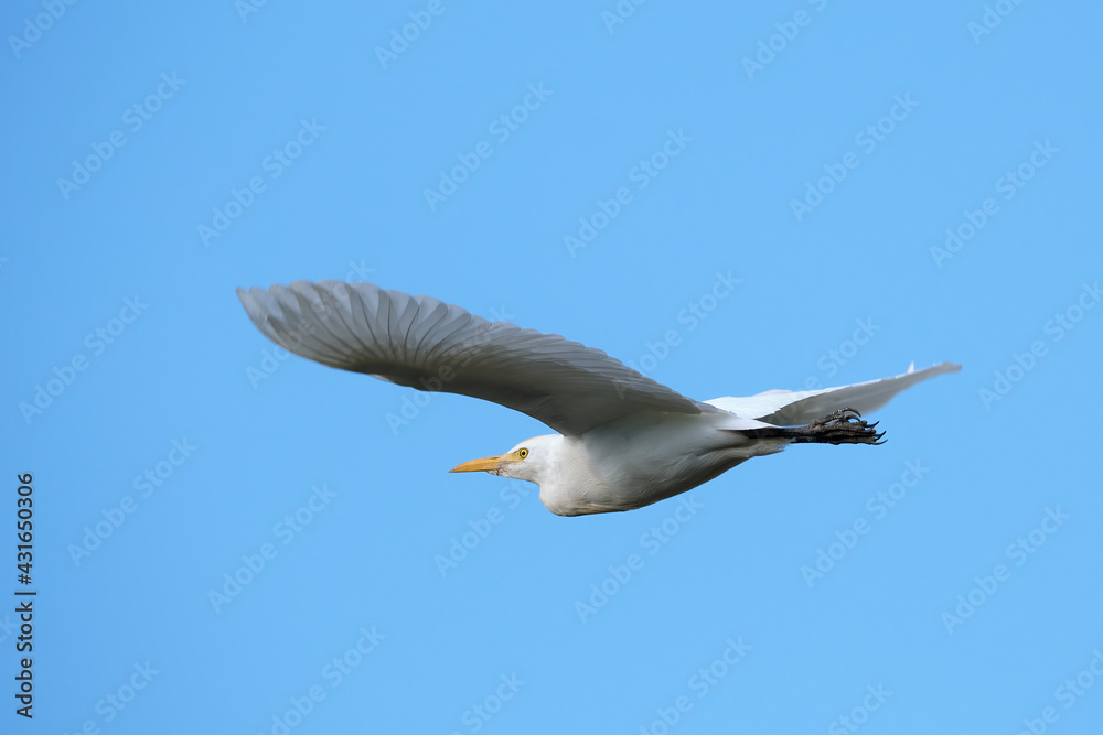 Nice night heron in flight. Nice night heron in flight.