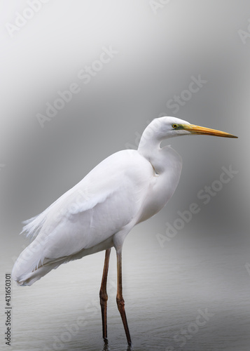 Valokuva Close-up of a white heron with a nice background in defocused gray tones