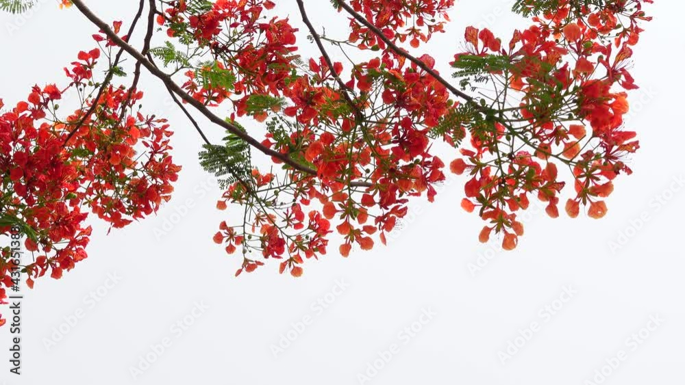 Summer flower Krishnachura (Delonix regia) or Peacock Flowers is blooming on the whole tree. Red-green flower background. 4k video. Summer flower Krishnachura (Delonix regia) or Peacock Flowers is blooming on the whole tree. Red-green flower background. 4k video.