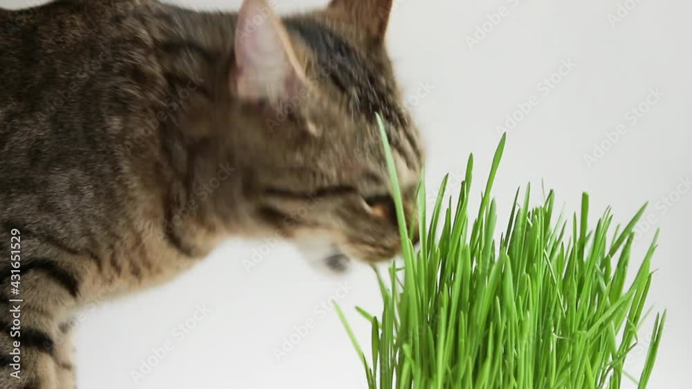 A spotted cat with an appetite eats grass at home from a pot. Sprouted oats for the health and vitamins of pets.