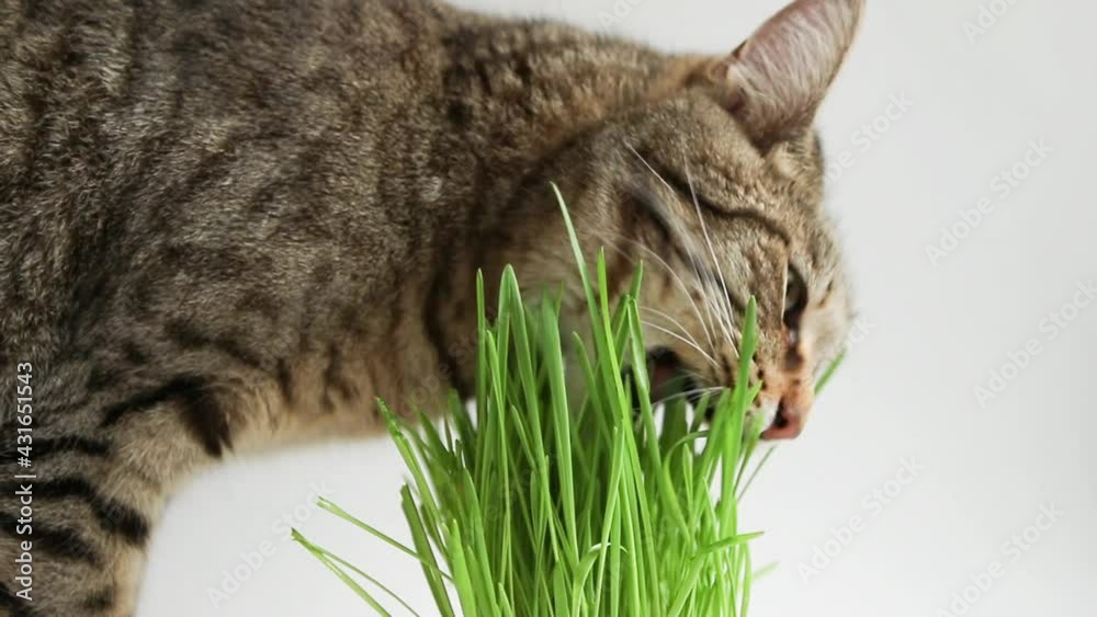 A spotted cat with an appetite eats grass at home from a pot. Sprouted oats for the health and vitamins of pets.
