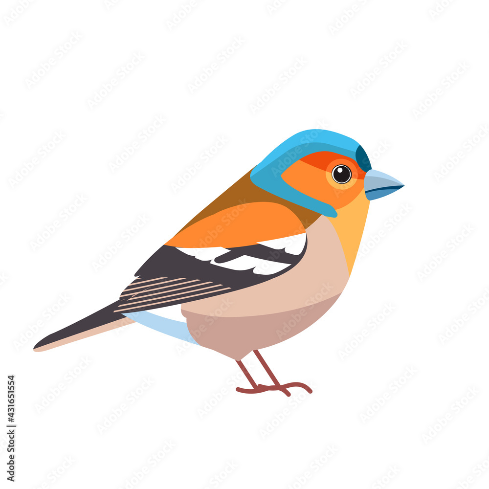 Chaffinch. Scientific name Fringilla coelebs. Common chaffinch bird in