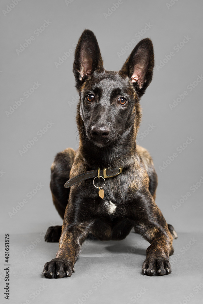 lovely dutch and belgian shepherd malinois crossbreed dog lying down on the floor in a studio on a grey background