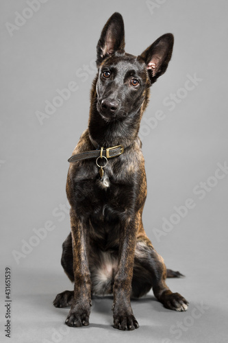 lovely dutch and belgian shepherd malinois crossbreed dog sitting in a studio on a grey background