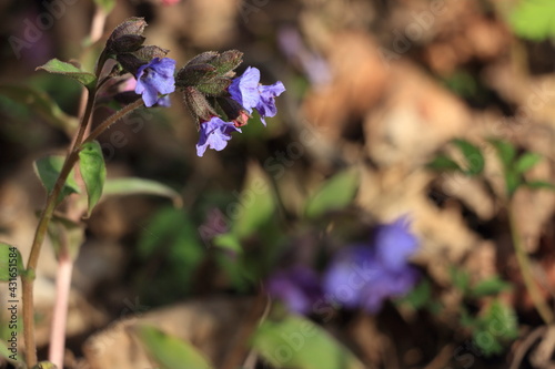 a blue spring flower
