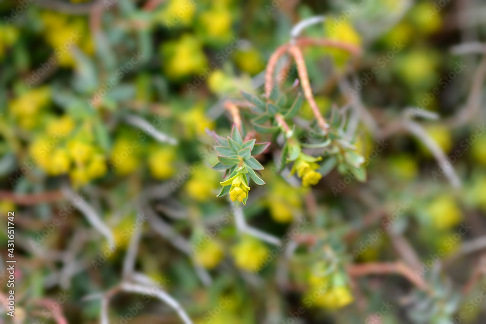 Spiny spurge