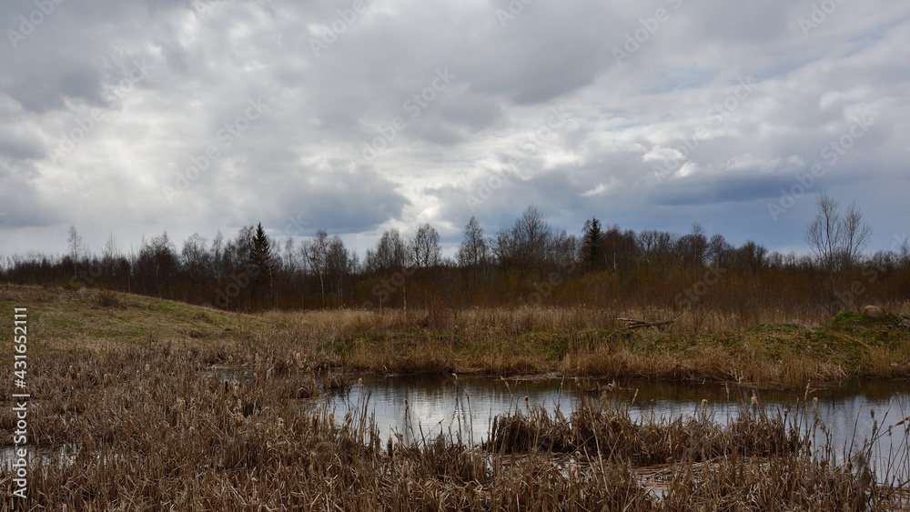 A swampy pond on a wild meadow overgrown with old grass and shrubs against the background of a mixed spring forest on a dark cloudy day under a sky with thunderclouds.