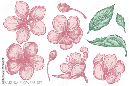 Vector set of hand drawn pastel sakura flowers