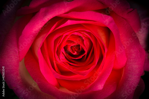 Valentine Red Rose for background.
