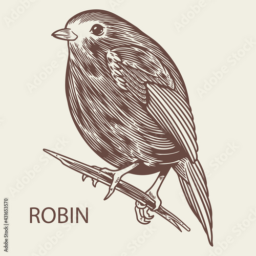 Robin bird animal sketch vintage engraved style element. European robin hand drawn retro illustration. Animals nature wildlife theme. Autumn or winter bird vector isolated