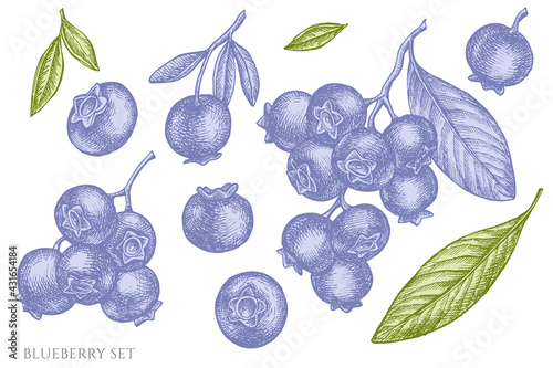 Vector set of hand drawn pastel blueberry