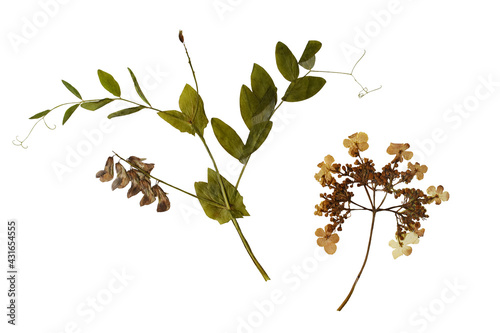 Pressed wild plants isolated on white background. Botanical set