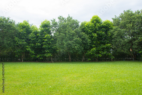 trees in the park and grass fields.