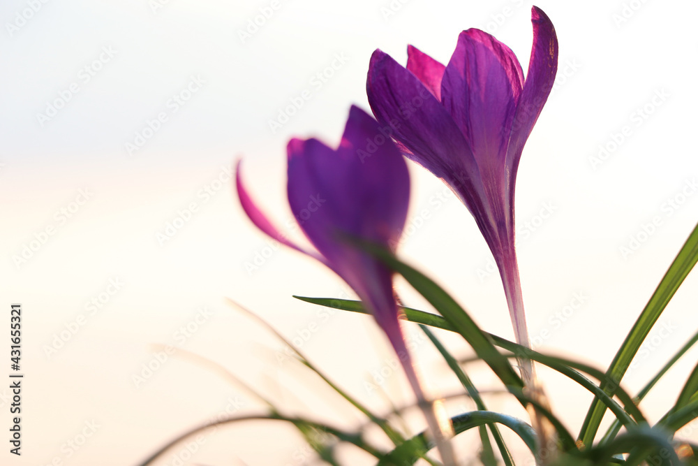 Fototapeta premium Fresh purple crocus flowers growing in spring morning