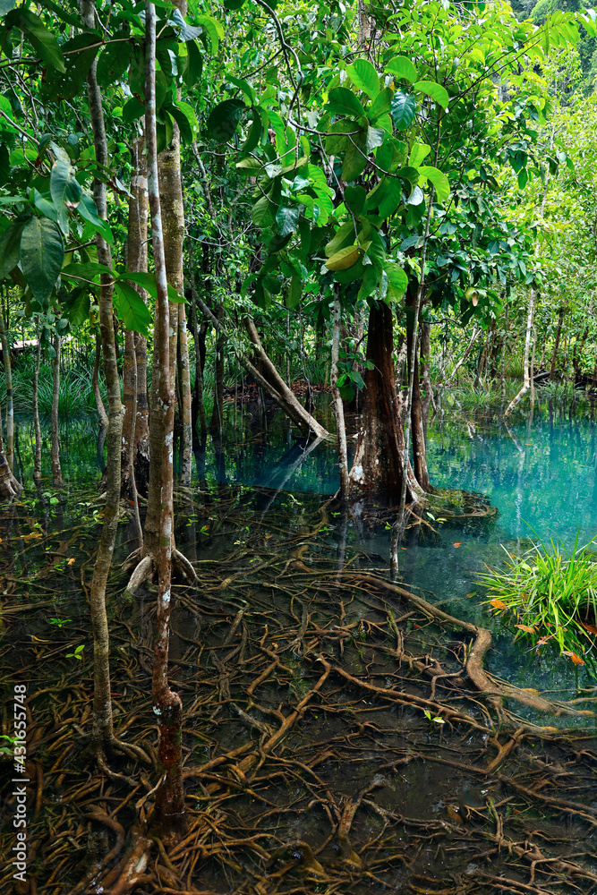 Obraz premium natural blue pond in the middle of mangrove forest