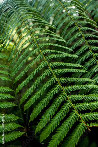 MALANG, INDONESIA - May 4, 2021: Detail of tropical rainforest plant in Indonesia.