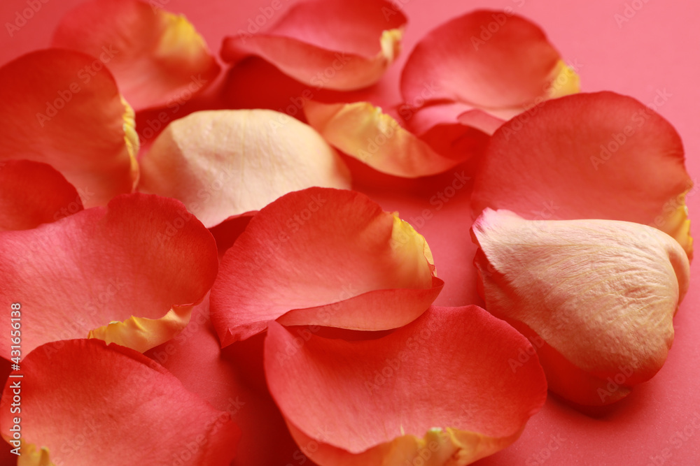 Fototapeta premium Beautiful fresh rose petals on coral background, closeup