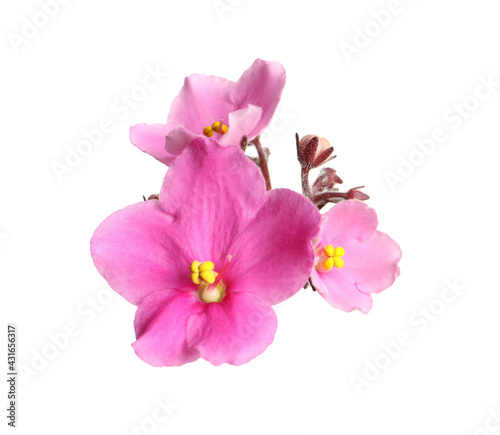 Pink violet flowers isolated on white. Delicate house plant © New Africa