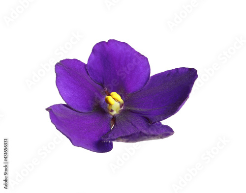 Purple flower of violet plant isolated on white